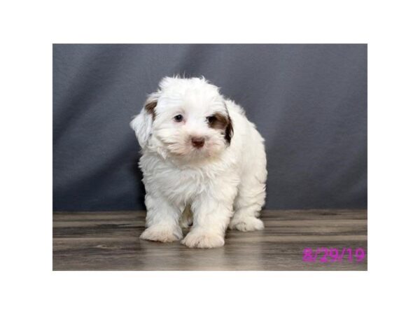 Havanese DOG Female White / Chocolate 5626 Petland Montgomery, Alabama