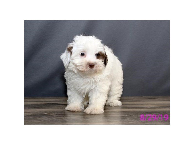 Havanese Puppy White Chocolate ID 5626 Located at Petland Montgomery Alabama