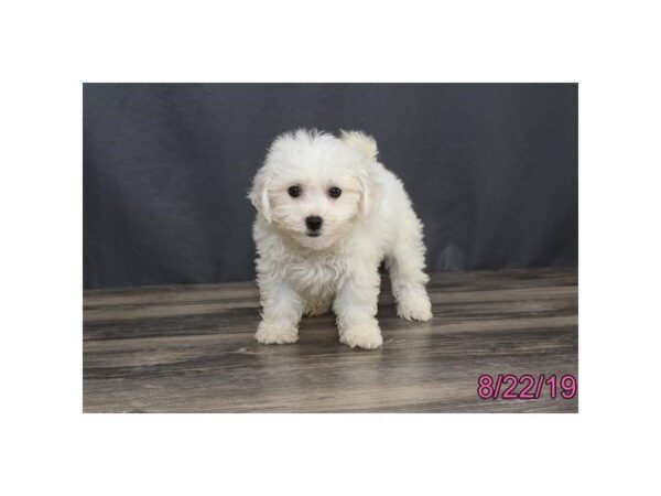 Bichon Frise DOG Female White 5627 Petland Montgomery, Alabama