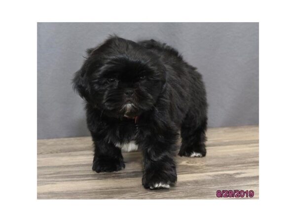Shih Tzu-DOG-Female-Black-5629-Petland Montgomery, Alabama