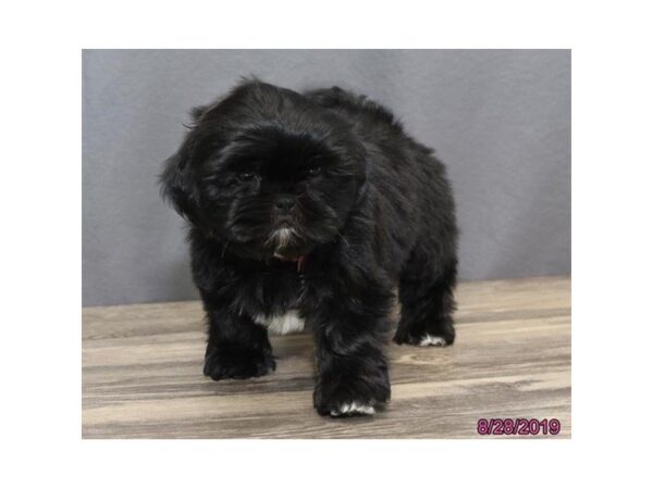 Shih Tzu DOG Female Black 5629 Petland Montgomery, Alabama