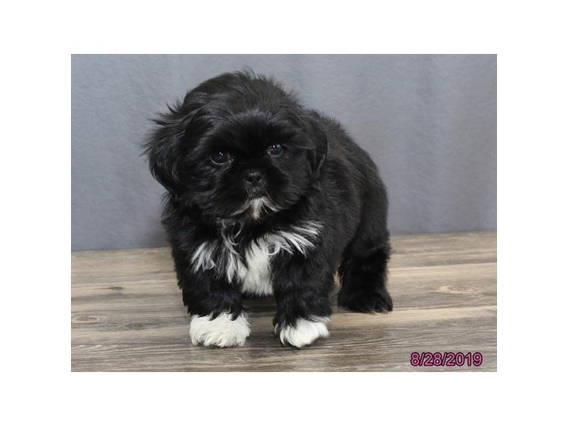 Dog shih sales tzu black