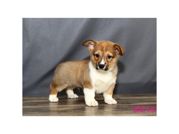 Pembroke Welsh Corgi DOG Male Red / White 5632 Petland Montgomery, Alabama