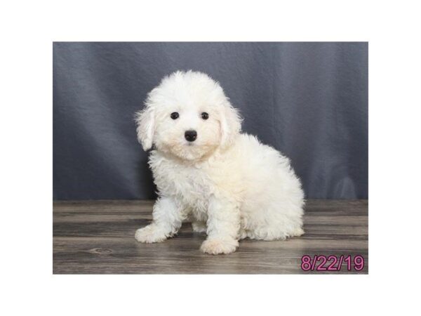 Bichon Frise-DOG-Female-White-5635-Petland Montgomery, Alabama