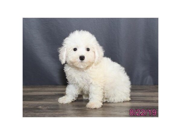 Bichon Frise DOG Female White 5635 Petland Montgomery, Alabama