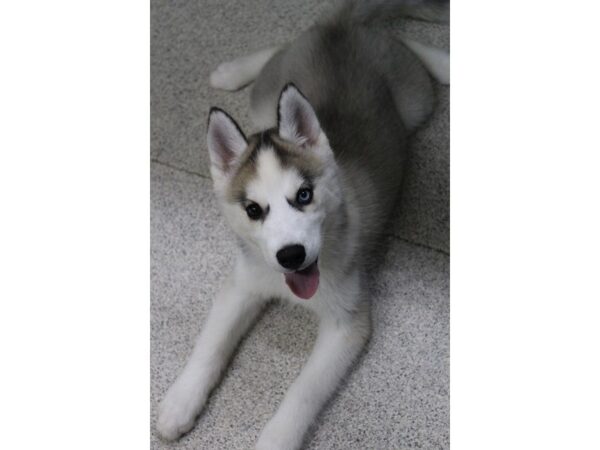 Siberian Husky DOG Female Gray / White 5636 Petland Montgomery, Alabama