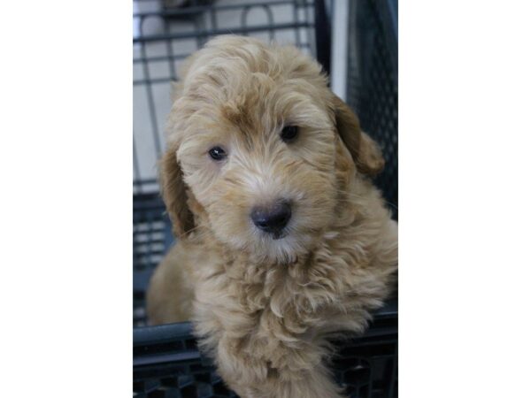 Goldendoodle Mini 2nd Gen DOG Male Apricot 5637 Petland Montgomery, Alabama