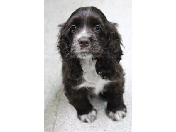 Cocker Spaniel DOG Female choc 5639 Petland Montgomery, Alabama