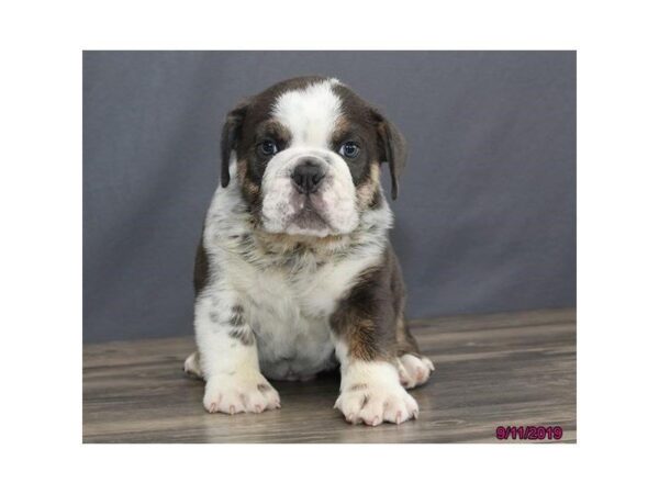 Bulldog DOG Male Blue White / Tan 5641 Petland Montgomery, Alabama