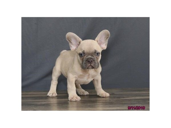 French Bulldog DOG Male Blue Fawn 5643 Petland Montgomery, Alabama