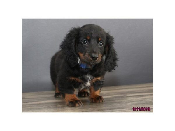 Dachshund DOG Male Black / Tan 5644 Petland Montgomery, Alabama