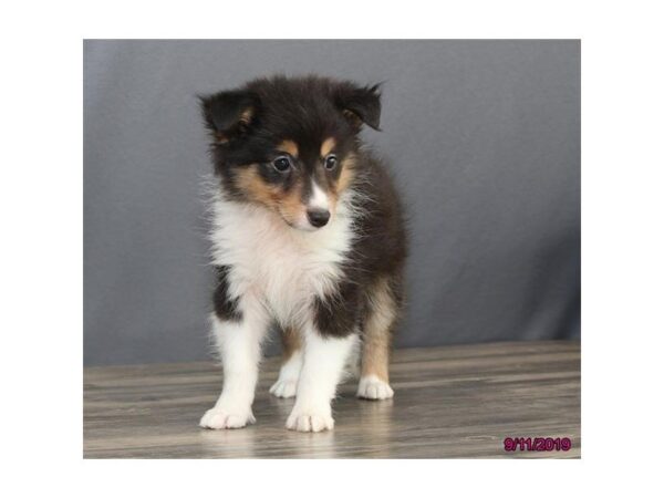 Shetland Sheepdog DOG Female Black White / Tan 5645 Petland Montgomery, Alabama