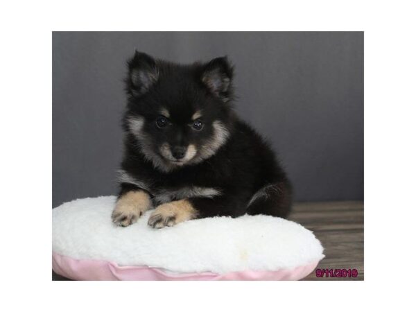 Pomeranian DOG Female Black / Tan 5646 Petland Montgomery, Alabama