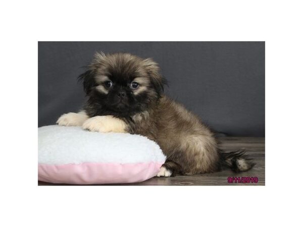 Pekingese-DOG-Male-Sable-5647-Petland Montgomery, Alabama