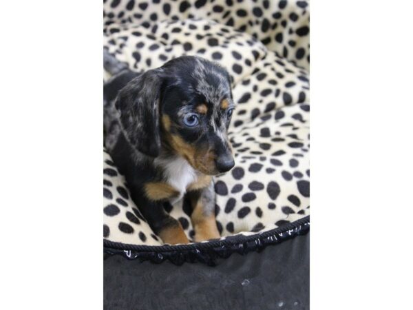 Dachshund DOG Female DAPPLE 5651 Petland Montgomery, Alabama