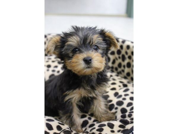 Yorkshire Terrier-DOG-Female-BLK TAN-5652-Petland Montgomery, Alabama