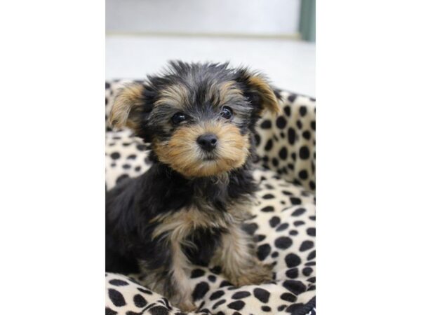 Yorkshire Terrier DOG Female BLK TAN 5652 Petland Montgomery, Alabama