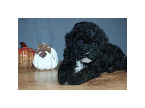 Poodle DOG Male Black 5654 Petland Montgomery, Alabama