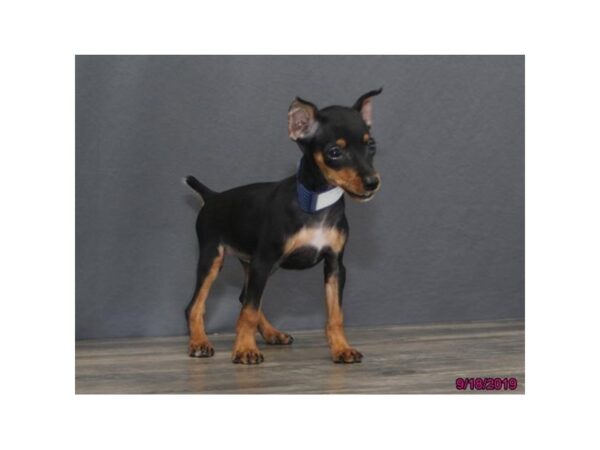 Miniature Pinscher-DOG-Male-Black / Tan-5655-Petland Montgomery, Alabama