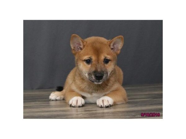 Shiba Inu-DOG-Female-Brown-5656-Petland Montgomery, Alabama