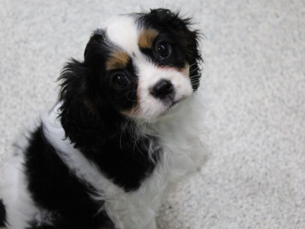 Cavalier King Charles Spaniel-DOG-Male-TRI-5649-Petland Montgomery, Alabama