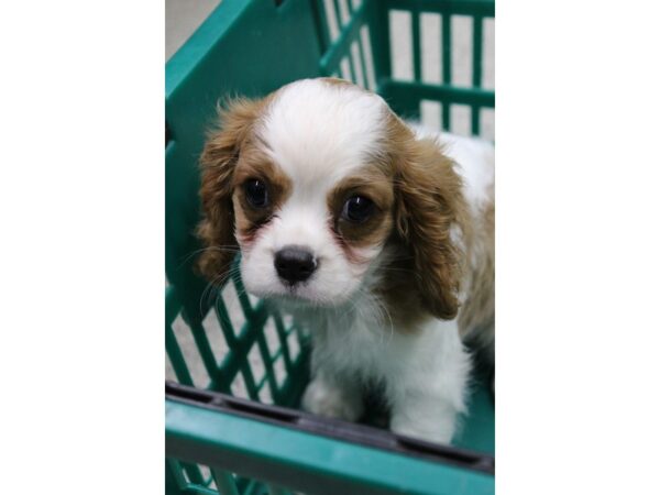 Cavalier King Charles Spaniel-DOG-Male-BLENHEIM-5648-Petland Montgomery, Alabama
