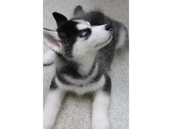 Siberian Husky DOG Female Black / White 5657 Petland Montgomery, Alabama