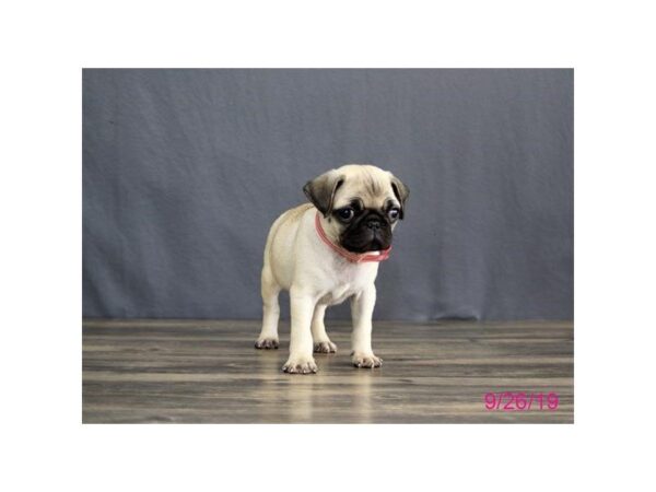 Pug DOG Female Fawn 5658 Petland Montgomery, Alabama