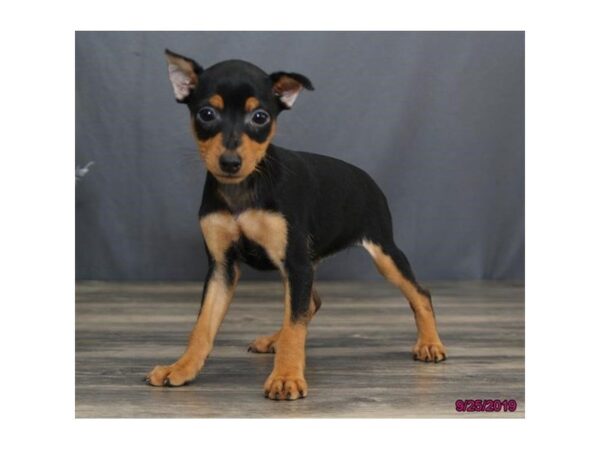 Miniature Pinscher-DOG-Female-Black / Rust-5659-Petland Montgomery, Alabama