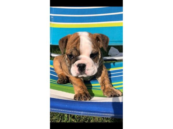 English Bulldog DOG Male Red Brindle 5660 Petland Montgomery, Alabama