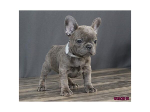 French Bulldog-DOG-Female-Blue Brindle-5663-Petland Montgomery, Alabama