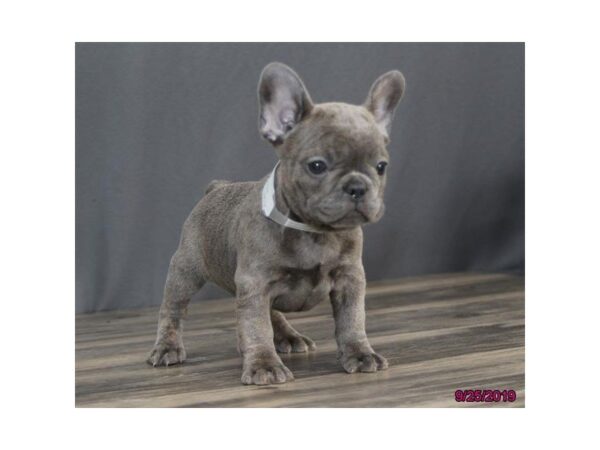 French Bulldog DOG Female Blue Brindle 5663 Petland Montgomery, Alabama