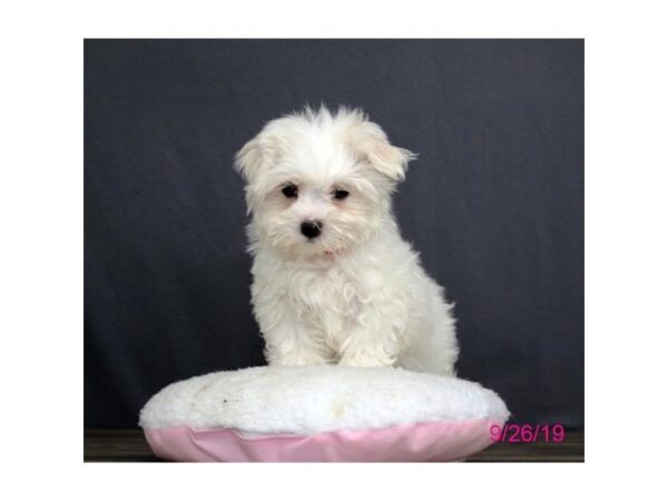 Maltese DOG Female White 5664 Petland Montgomery, Alabama