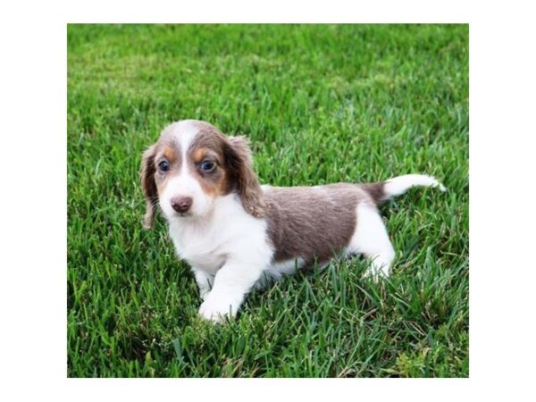 Dachshund DOG Female Blue / White 5666 Petland Montgomery, Alabama