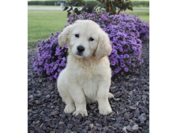 Golden Retriever-DOG-Female-Light Golden-5667-Petland Montgomery, Alabama