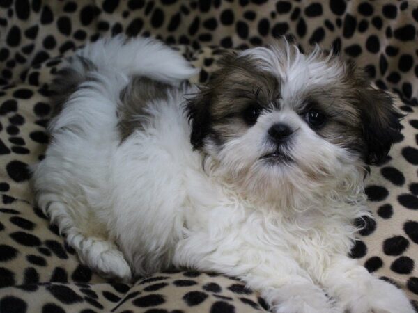 Shih Tzu DOG Male White / Sable 5661 Petland Montgomery, Alabama