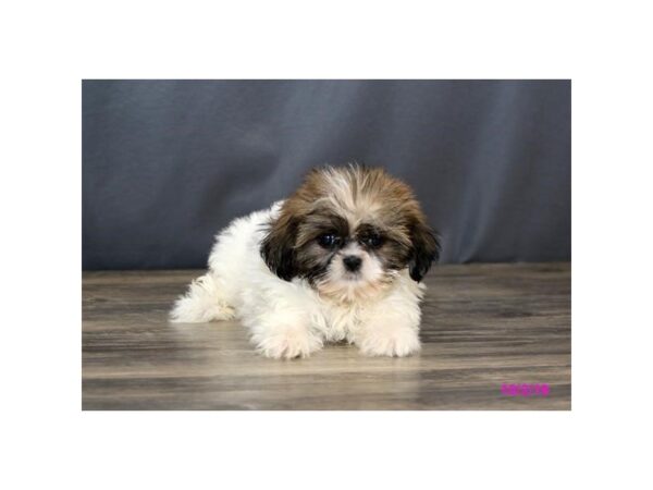 Shih Tzu DOG Female White / Black 5668 Petland Montgomery, Alabama