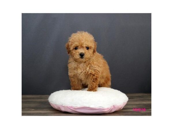 Poodle DOG Female Red 5670 Petland Montgomery, Alabama