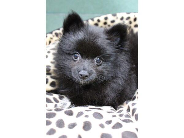 Pomeranian DOG Female Black 5669 Petland Montgomery, Alabama