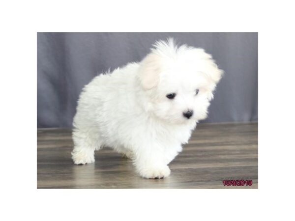 Maltese DOG Male White 5671 Petland Montgomery, Alabama