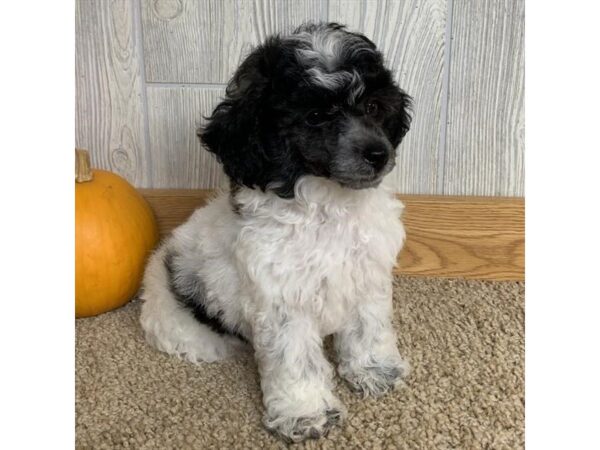 Poodle-DOG-Male-Black / White-5672-Petland Montgomery, Alabama