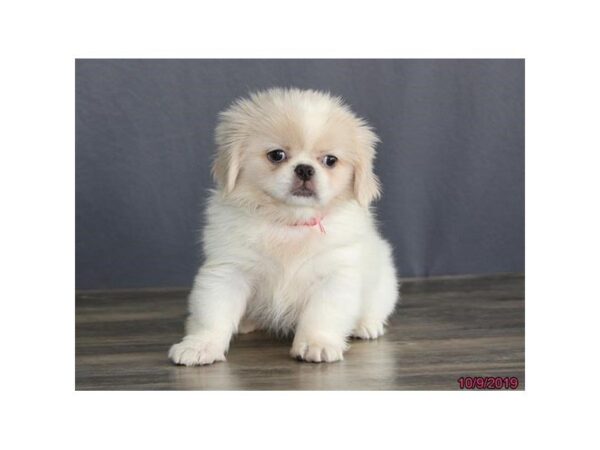 Pekingese-DOG-Female-White-5673-Petland Montgomery, Alabama