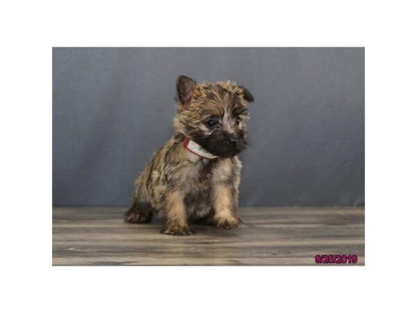 Cairn Terrier DOG Female Wheaten 5674 Petland Montgomery, Alabama