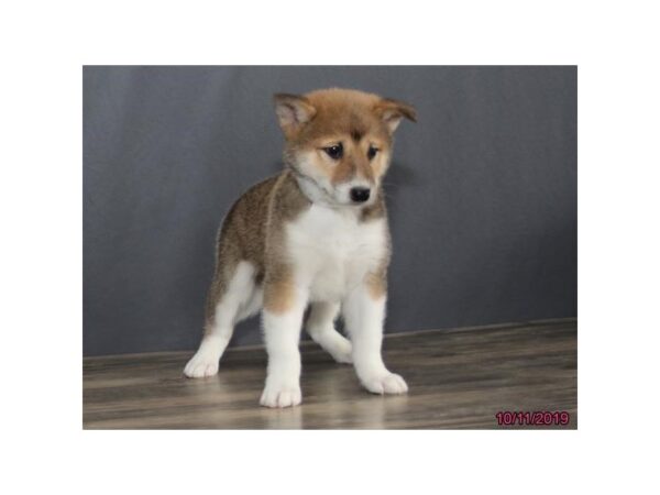 Shiba Inu-DOG-Male-Red-5676-Petland Montgomery, Alabama