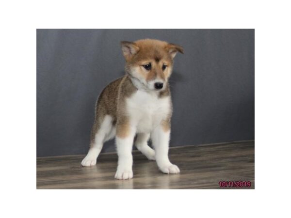 Shiba Inu DOG Male Red 5676 Petland Montgomery, Alabama