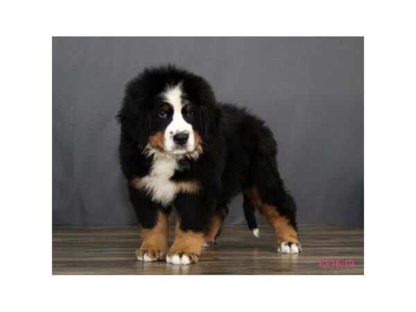 Bernese Mountain Dog-DOG-Male-Black Rust / White-5677-Petland Montgomery, Alabama