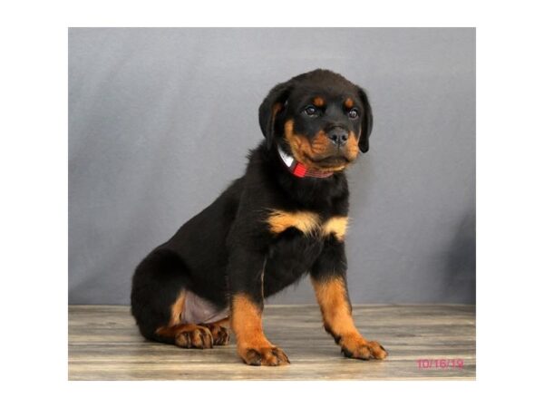 Rottweiler DOG Female Black / Tan 5678 Petland Montgomery, Alabama