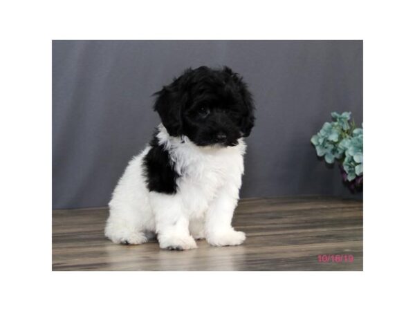 Havanese/Poodle DOG Male Black / White 5679 Petland Montgomery, Alabama