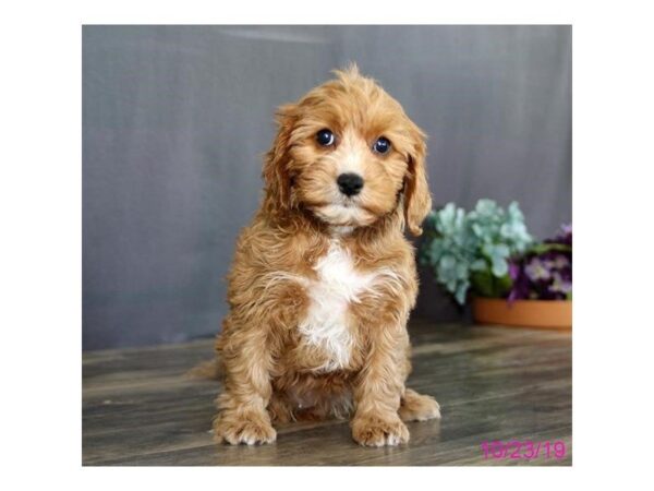 Poodle/Cavalier King DOG Female Apricot 5684 Petland Montgomery, Alabama