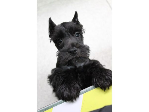 Miniature Schnauzer DOG Female BLK SILVER 5680 Petland Montgomery, Alabama